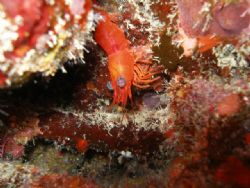 The eye Red shrimp, SP 350 OLYMPUS by Osvaldo Deleon 
